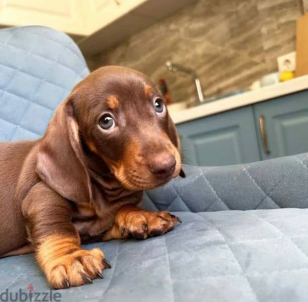 Dachshund puppies with all documents 2