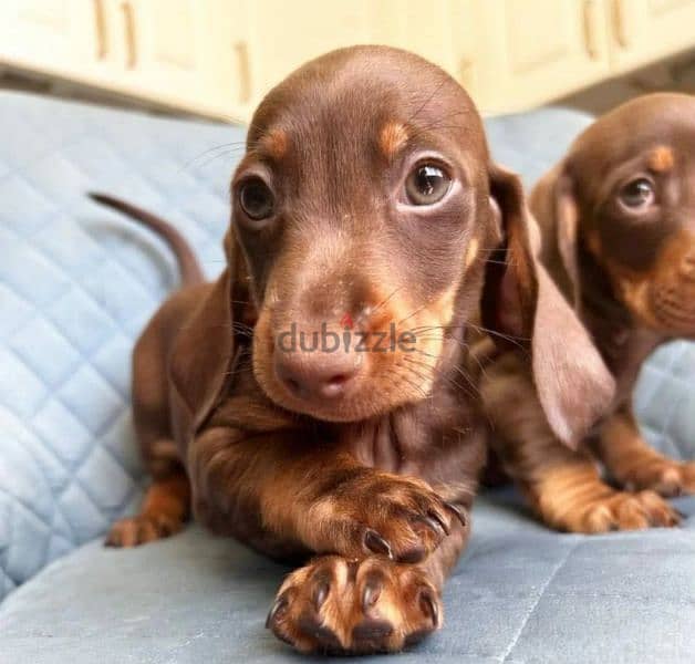 Dachshund puppies with all documents 4