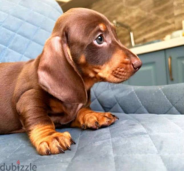 Dachshund puppies with all documents 5