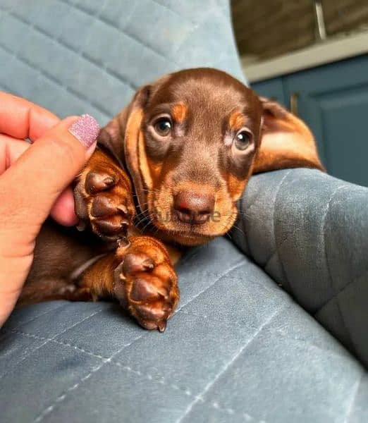 Dachshund puppies with all documents 6