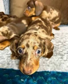 Dachshund for sale from Russia 0