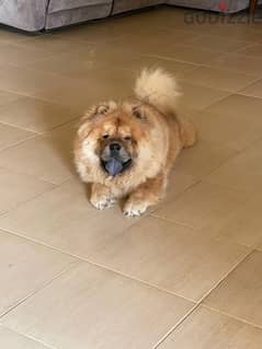 chow chow