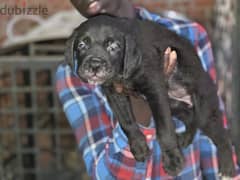 Canecorso male puppy