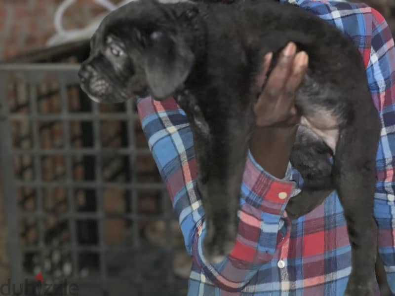 Canecorso male puppy 1