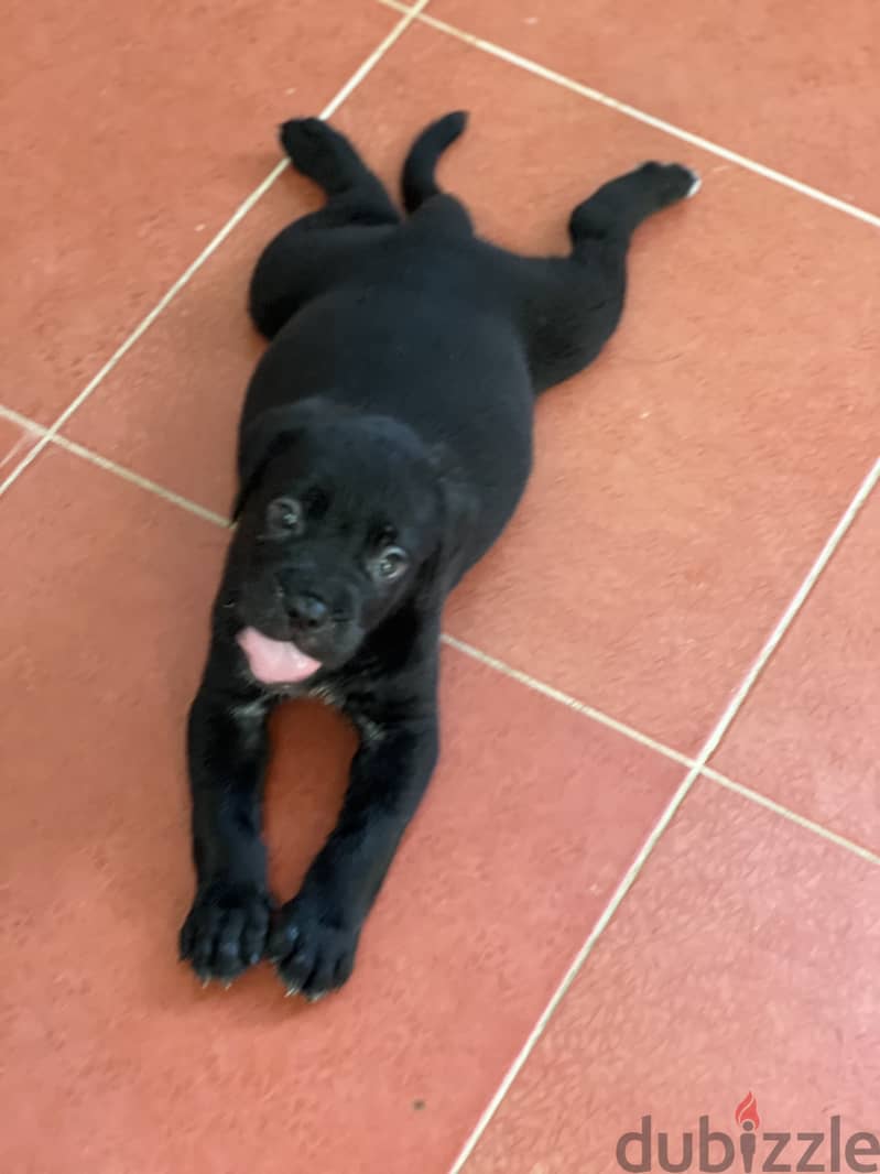 Canecorso male puppy 2