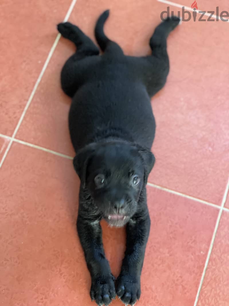 Canecorso male puppy 3