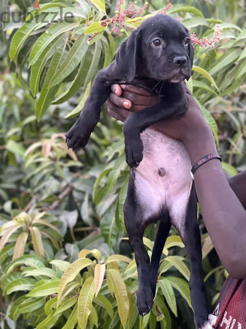 Canecorso male puppy 6