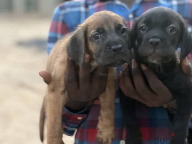 Canecorso male puppy 8