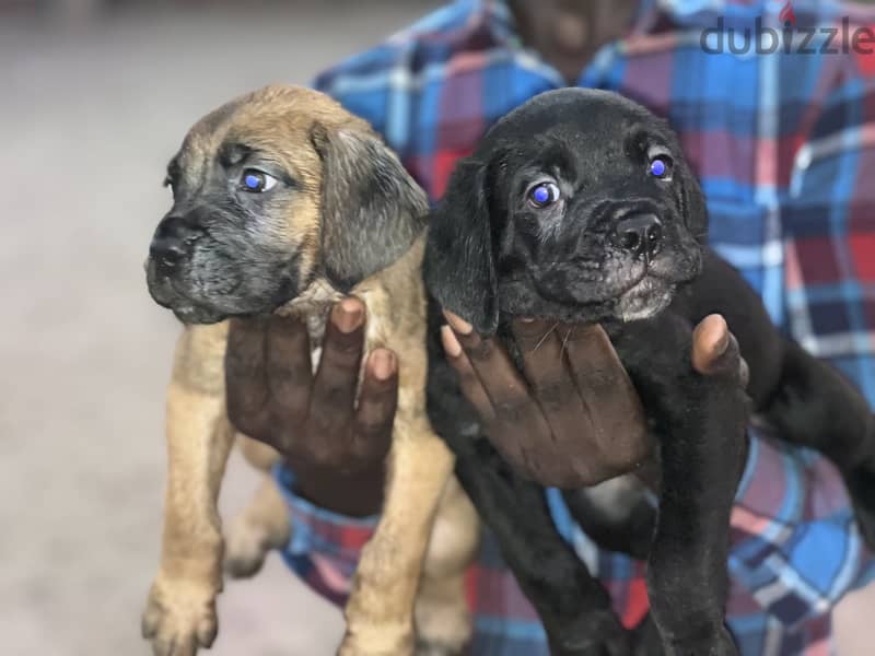 Canecorso male puppy 9