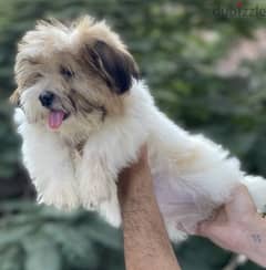 Havanese