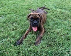 Puppies boxer