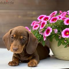 premium quality dachshund puppies , imported parents