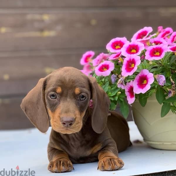 premium quality dachshund puppies , imported parents 1