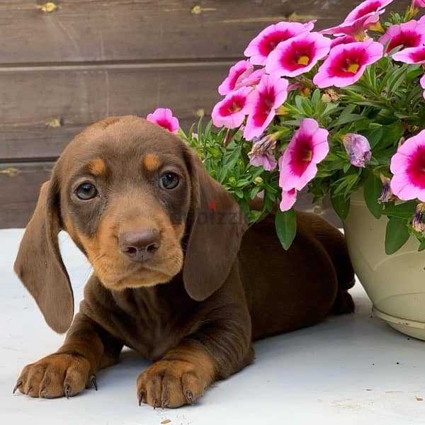 premium quality dachshund puppies , imported parents 2