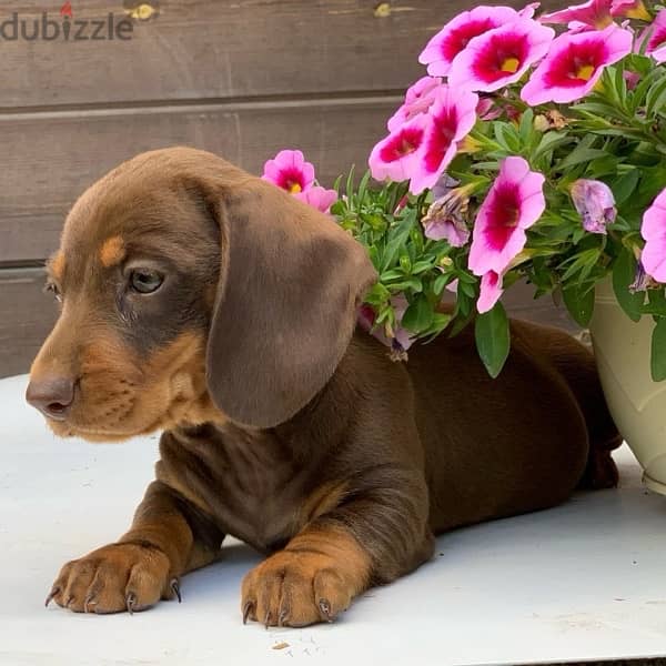 premium quality dachshund puppies , imported parents 3