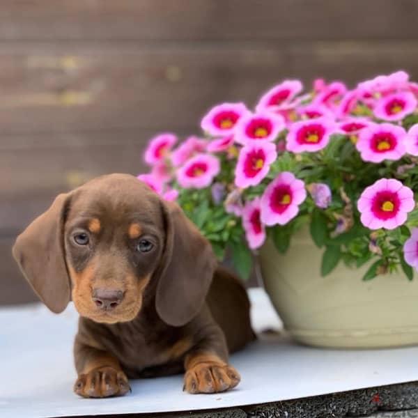 premium quality dachshund puppies , imported parents 4