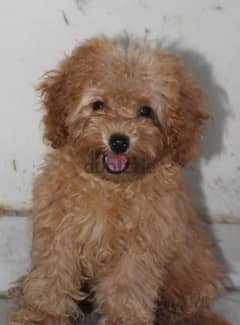 Toy Poodle