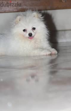 pomeranian