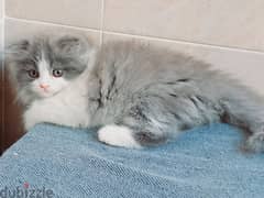 female Scottish fold long hair 50 days