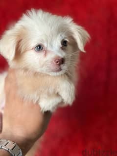 havanese puppy green eye