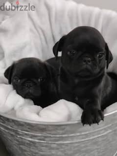 pug puppies اجمد جراوي بج