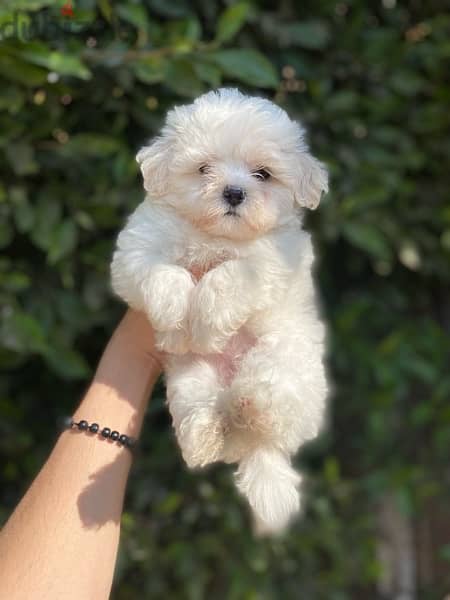 havanese puppies جراوي هفانيز 1