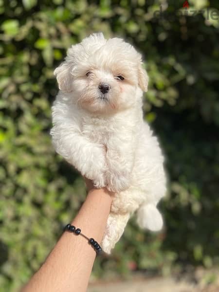 havanese puppies جراوي هفانيز 2