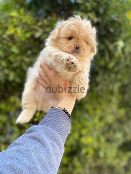 havanese puppies جراوي هفانيز 4