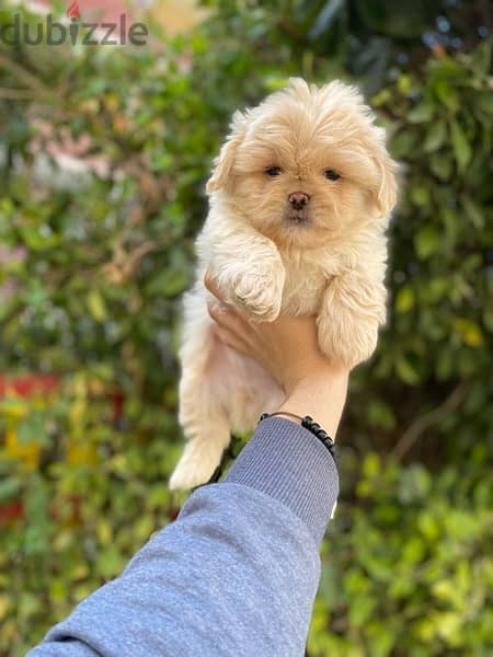 havanese puppies جراوي هفانيز 5