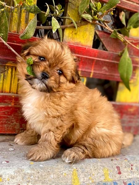 havanese puppies جراوي هفانيز 6