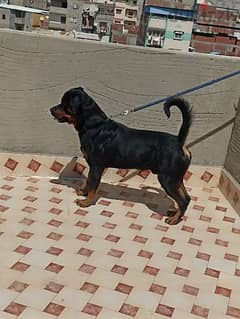 Rottweiler