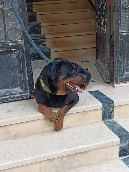 Rottweiler 1