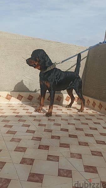 Rottweiler 2