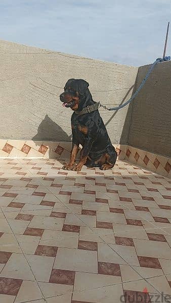 Rottweiler 3