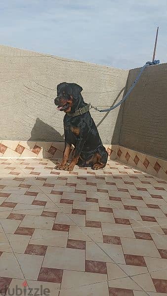 Rottweiler 4