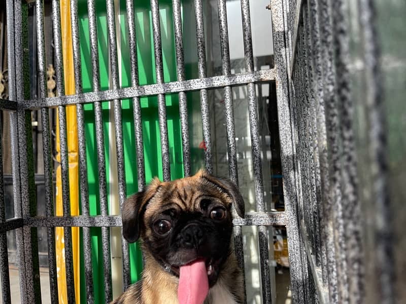 Tito for sale / pug dog 2