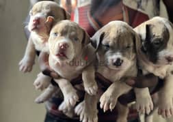 Pitbull puppies blue  green eyes red nose