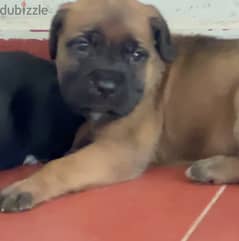 Cane corso puppy