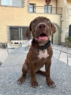 3 months old pitbull