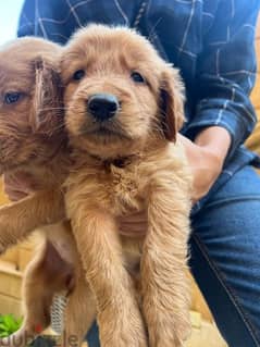 Golden retriever puppies جراوى جولدن 0