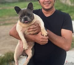 french bulldog male