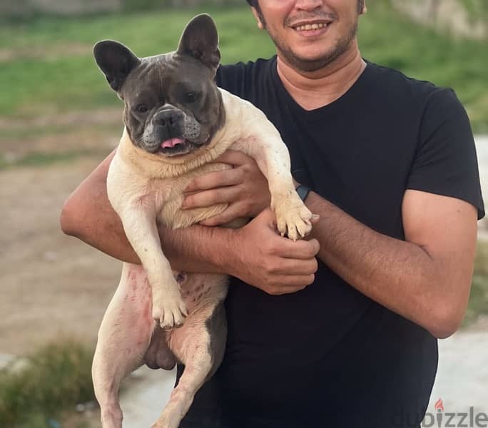 french bulldog male 0