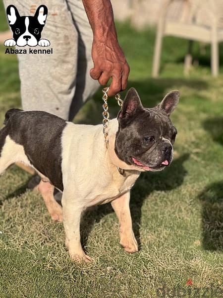 french bulldog male 1