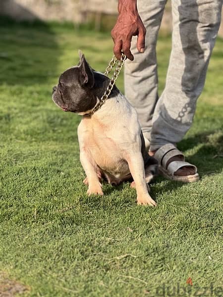 french bulldog male 2