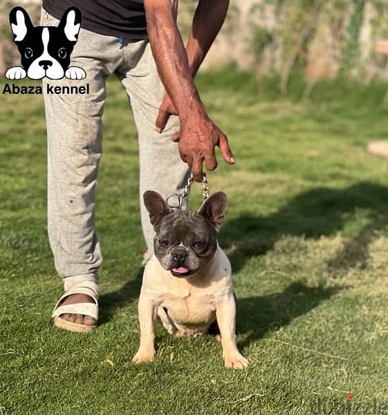 french bulldog male 3