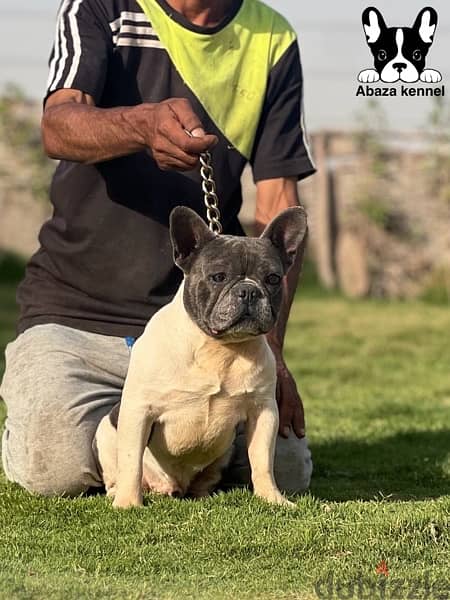 french bulldog male 4