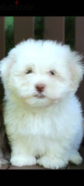 havanese هافانيز 1