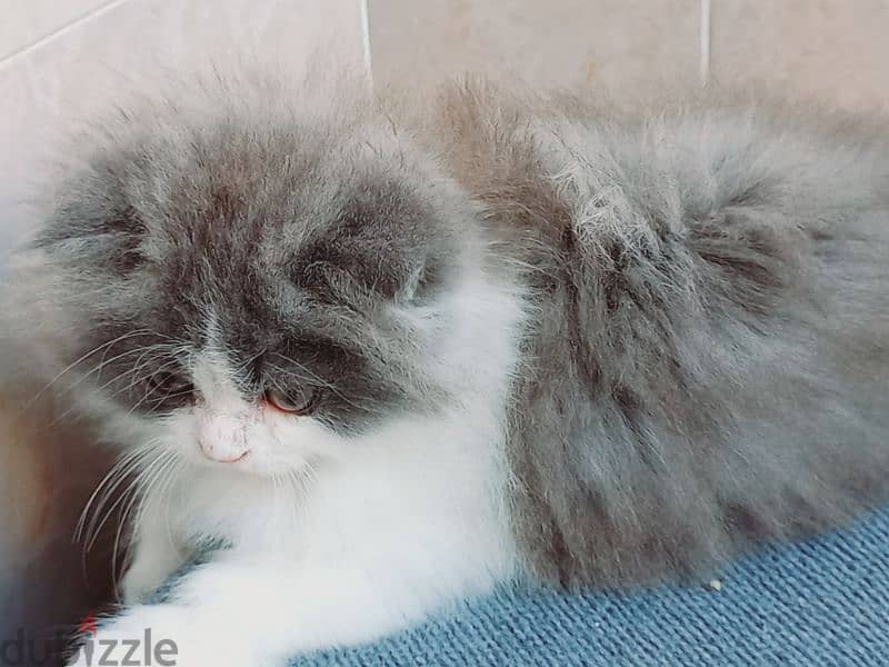 female Scottish fold long hair 50 days 4