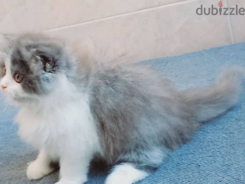 female Scottish fold long hair 50 days 5