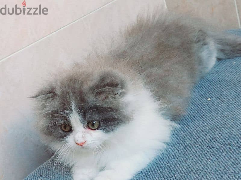 female Scottish fold long hair 50 days 6